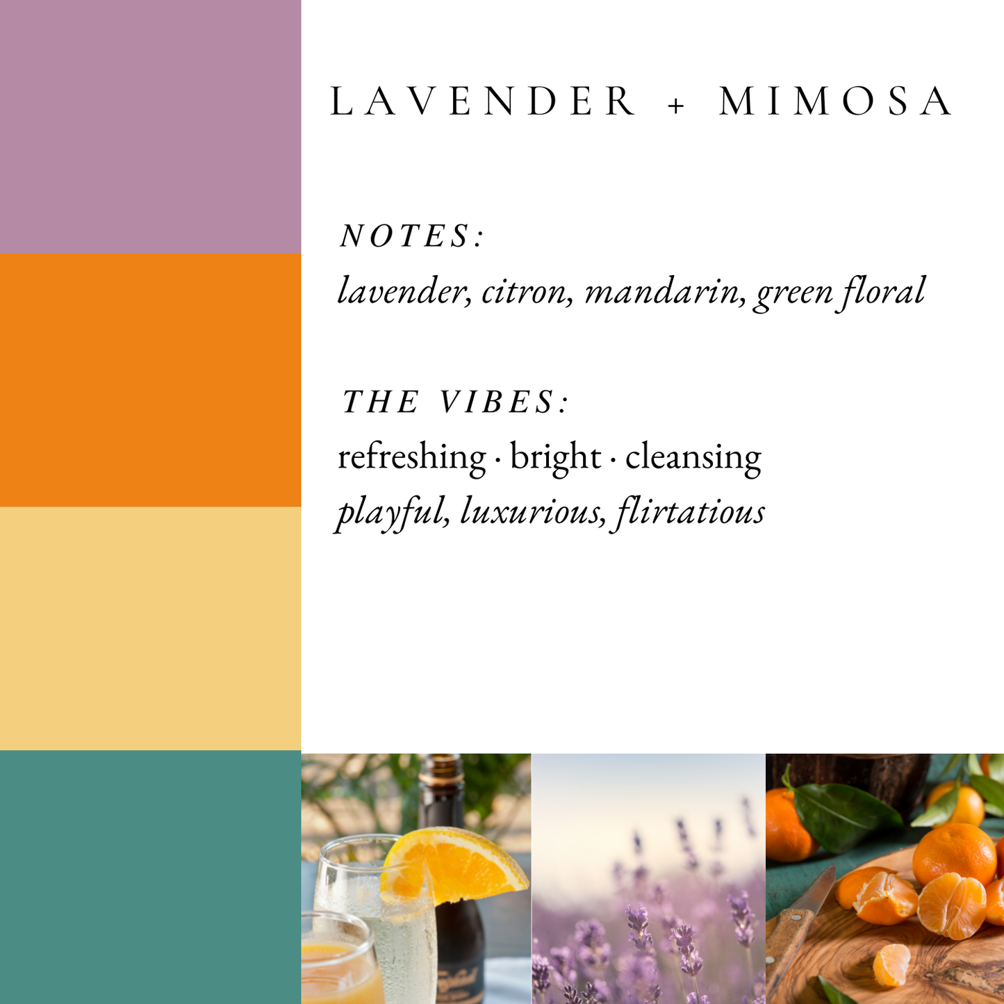 Lavender + Mimosa